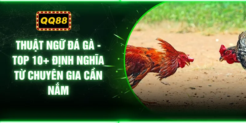 Thuật Ngữ Đá Gà - Top 10+ Định Nghĩa Từ Chuyên Gia Cần Nắm